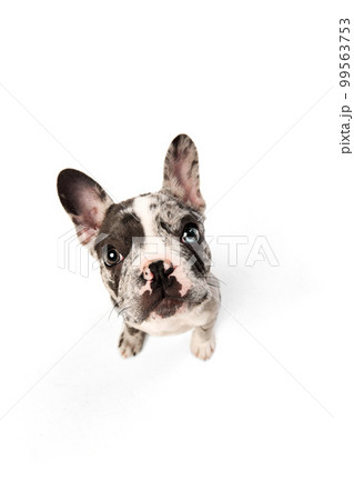 Top view. Studio image of purebred French bulldog in spotted color sitting and looking at camera over white background. Concept of pets, domestic animal, care 99563753