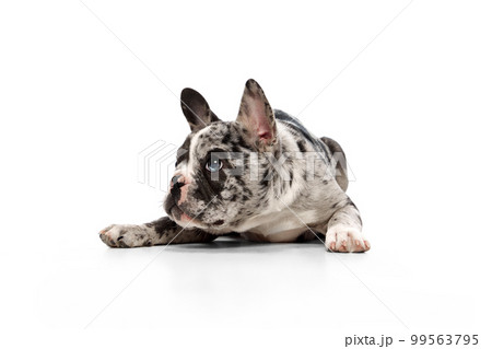 Studio image of French bulldog in spotted color with blue eyes calmly lying on floor over white background. Concept of pets, domestic animal, care Studio image of French bulldog in spotted color with blue eyes calmly lying on floor over white background. Concept of pets, domestic animal, care 99563795