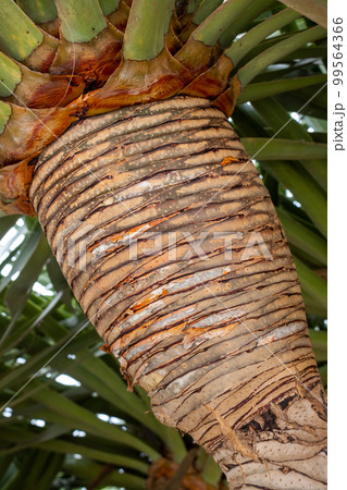 Trunk of dracaena draco, Antigua, Fuerteventra Trunk of dracaena draco, Antigua, Fuerteventra 99564366