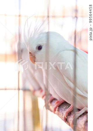 Little white parrots with crests in a cage 99564458