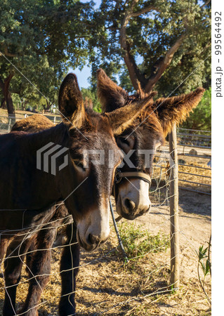 Couple of cute Catalan donkeys 99564492