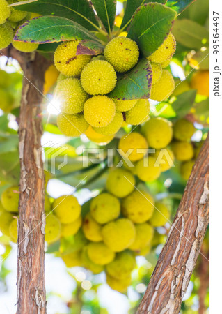Yellow green ripening strawberry tree fruit on a branch Yellow green ripening strawberry tree fruit on a branch 99564497