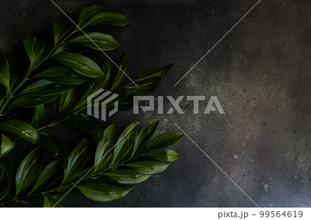 Green leaves of Ruscus plant 99564619