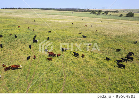 Cows silhouettes grazing, La Pampa, Patagonia, Argentina. Cows silhouettes grazing, La Pampa, Patagonia, Argentina. 99564883