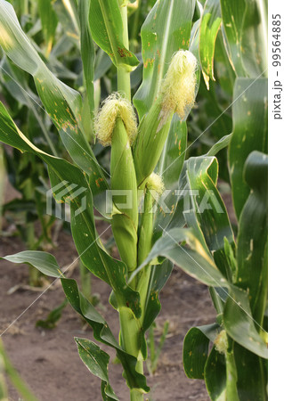 Cornfield in La Pampa Province, Argentina 99564885