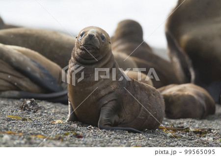 Sea Lion baby, Patagonia, Argentina Sea Lion baby, Patagonia, Argentina 99565095
