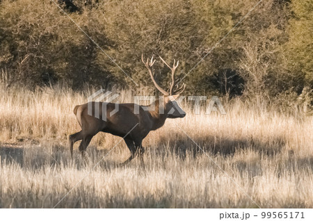 Female red in Calden forest, La Pampa, Argentina. Female red in Calden forest, La Pampa, Argentina. 99565171