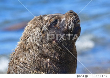 Male Sea Lion , Patagonia, Argentina 99565175