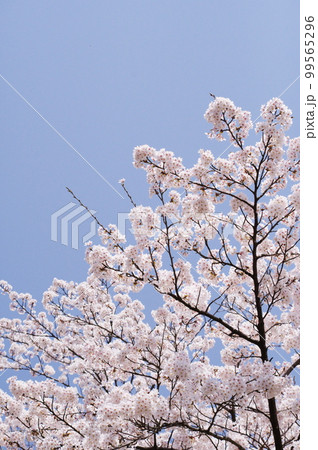 開花した桜 開花した桜 99565296