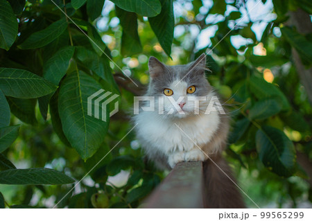 Kitten walk on the fence. Cats walking on fence under a summer sky. Kitten walk on the fence. Cats walking on fence under a summer sky. 99565299