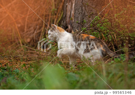 Outdoor atmospheric lifestyle cat photo. 99565346