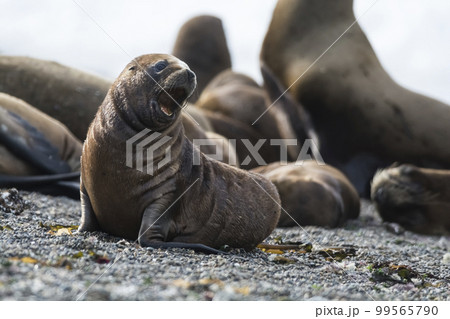 Sea Lion baby, Patagonia, Argentina Sea Lion baby, Patagonia, Argentina 99565790