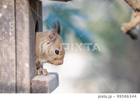 ニホンリス 99566344