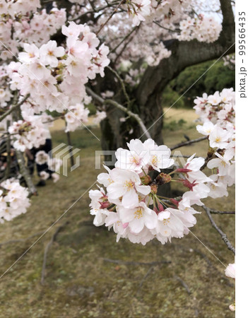 散歩中に見た桜 99566435