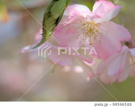 4月に咲いたサクラ「アーコレード」 4月に咲いたサクラ「アーコレード」 99566588