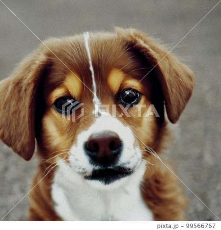Sweet little dog Sweet little dog 99566767
