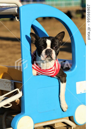 ペットも入れる広場で水色のカートに乗って見つめるボストンテリアのマイティ君 99566907