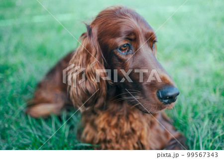 Summer portrait magnificent of an Irish Setter dog close-up, lying in beautiful green grass Summer portrait magnificent of an Irish Setter dog close-up, lying in beautiful green grass 99567343