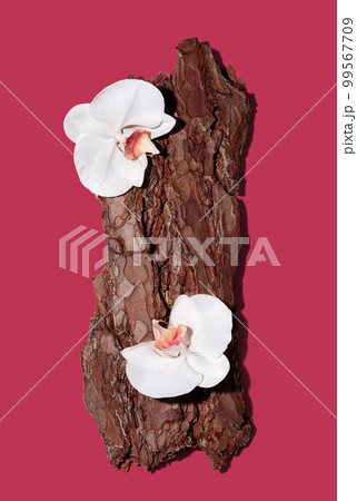 Textured tree bark podium with white orchid flowers on trendy magenta background. Mockup for the demonstration of cosmetic products with copy space in flat lay style. 99567709