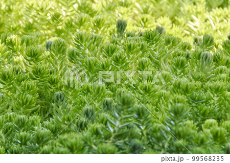 じっと春を待つ温室のメキシコマンネングサ 99568235