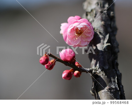 《小田原フラワーガーデン》太い幹に咲いた梅の花 《小田原フラワーガーデン》太い幹に咲いた梅の花 99568468