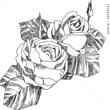 バラの細密画 バラの細密画 99568581