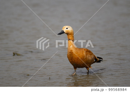冬、ハス田にやって来たアカツクシガモ♂成鳥04 冬、ハス田にやって来たアカツクシガモ♂成鳥04 99568984