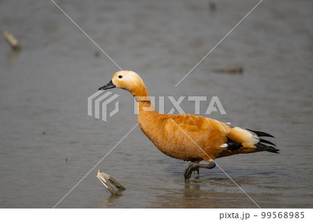 冬、ハス田に飛来した綺麗なアカツクシガモ♂成鳥01 99568985