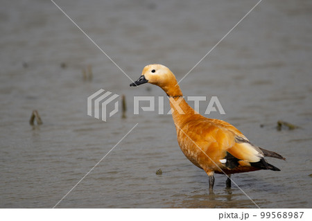 冬、ハス田に飛来した綺麗なアカツクシガモ♂成鳥03 99568987