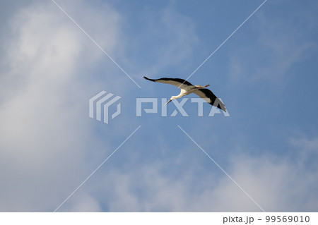 冬、大空を飛翔するコウノトリ04 99569010