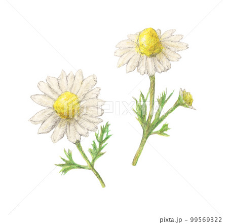 カモミール ハーブ 水彩色鉛筆イラスト カモミール ハーブ 水彩色鉛筆イラスト 99569322