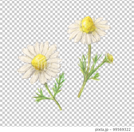 洋甘菊藥草水彩鉛筆插圖 99569322