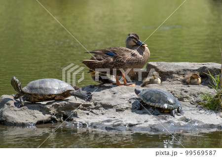 鶴舞公園のカルガモ親子（愛知県名古屋市昭和区） 99569587