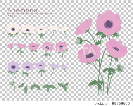 Flower material set Anemone 99569660