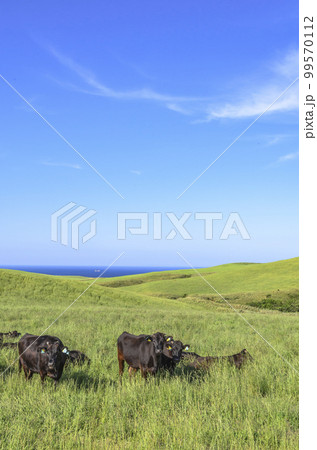 北海道 宗谷丘陵 北海道 宗谷丘陵 99570112