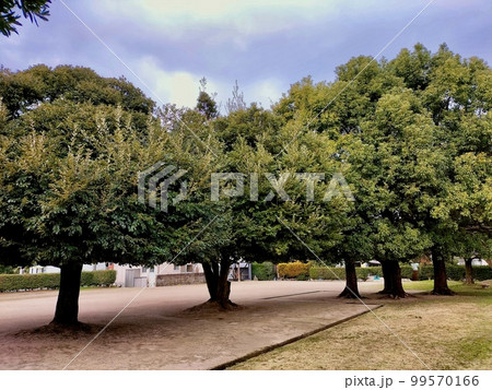 椎の古木 椎の古木 99570166