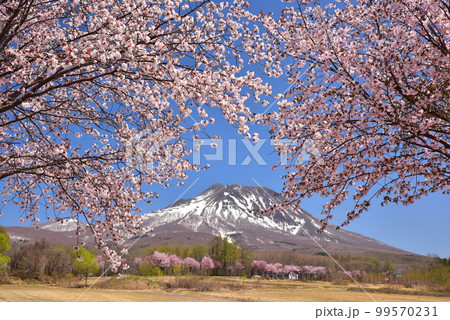 青空に咲くオオヤマザクラと岩木山 99570231