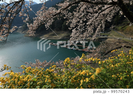 春の神流湖 春の神流湖 99570243