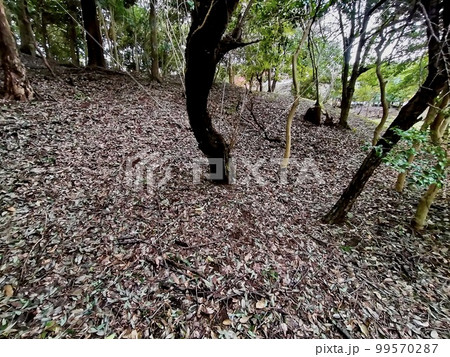 山代方墳 山陰島根の古墳 山代方墳 山陰島根の古墳 99570287