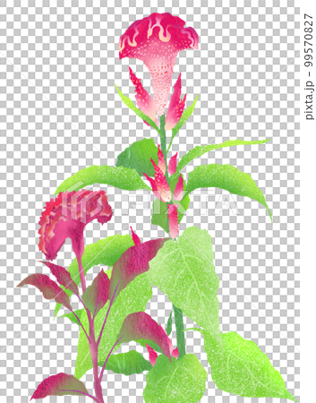 Red flower Celosia that shines in late autumn Red flower Celosia that shines in late autumn 99570827