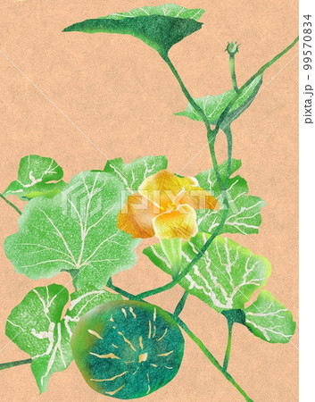 つぼみ花実のかぼちゃの絵 99570834