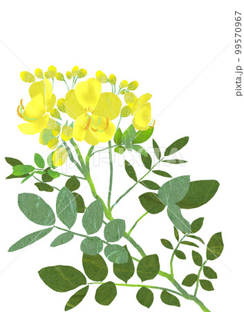 秋に開花のコバノセンナの花 99570967