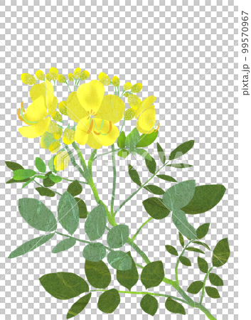 秋に開花のコバノセンナの花 99570967
