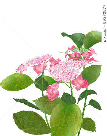 雨空に鮮やかに映えるガクアジサイ 99570977