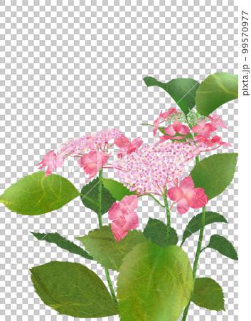 雨空に鮮やかに映えるガクアジサイ 99570977