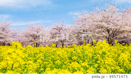 赤城南面千本桜と菜の花 99571473