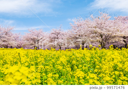 赤城南面千本桜と菜の花 赤城南面千本桜と菜の花 99571476