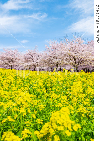 赤城南面千本桜と菜の花 赤城南面千本桜と菜の花 99571482
