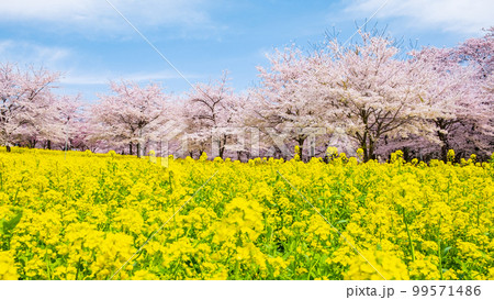 赤城南面千本桜と菜の花 赤城南面千本桜と菜の花 99571486