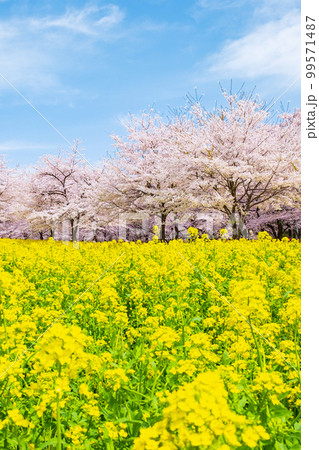 赤城南面千本桜と菜の花 99571487